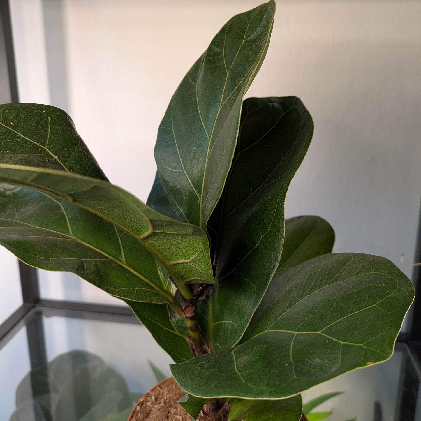 Ficus Lyrata Bambino