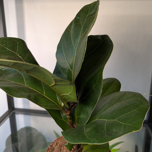 Ficus Lyrata Bambino