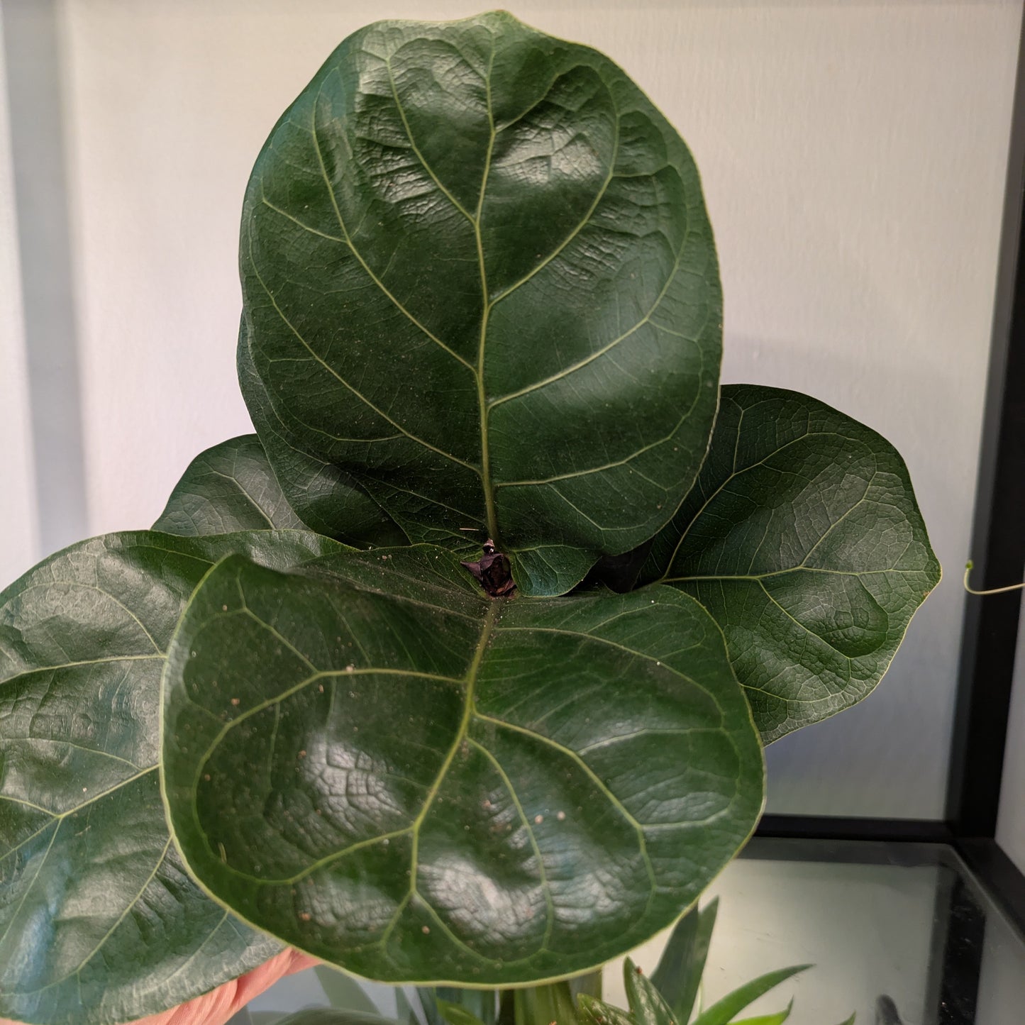 Ficus Lyrata Bambino