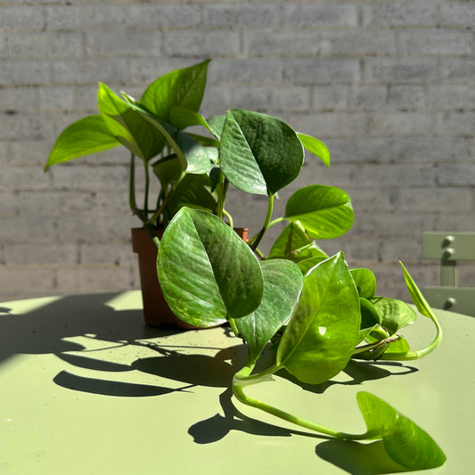 Marble Queen Pothos