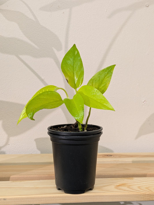 A small golden pothos plant sitting in a 9cm black nursery plant pot on a wooden shelf. 