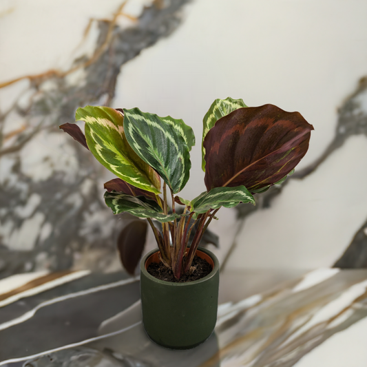 Calathea Medallion - Low Maintenance- Indoor Plant - 12cm Pot