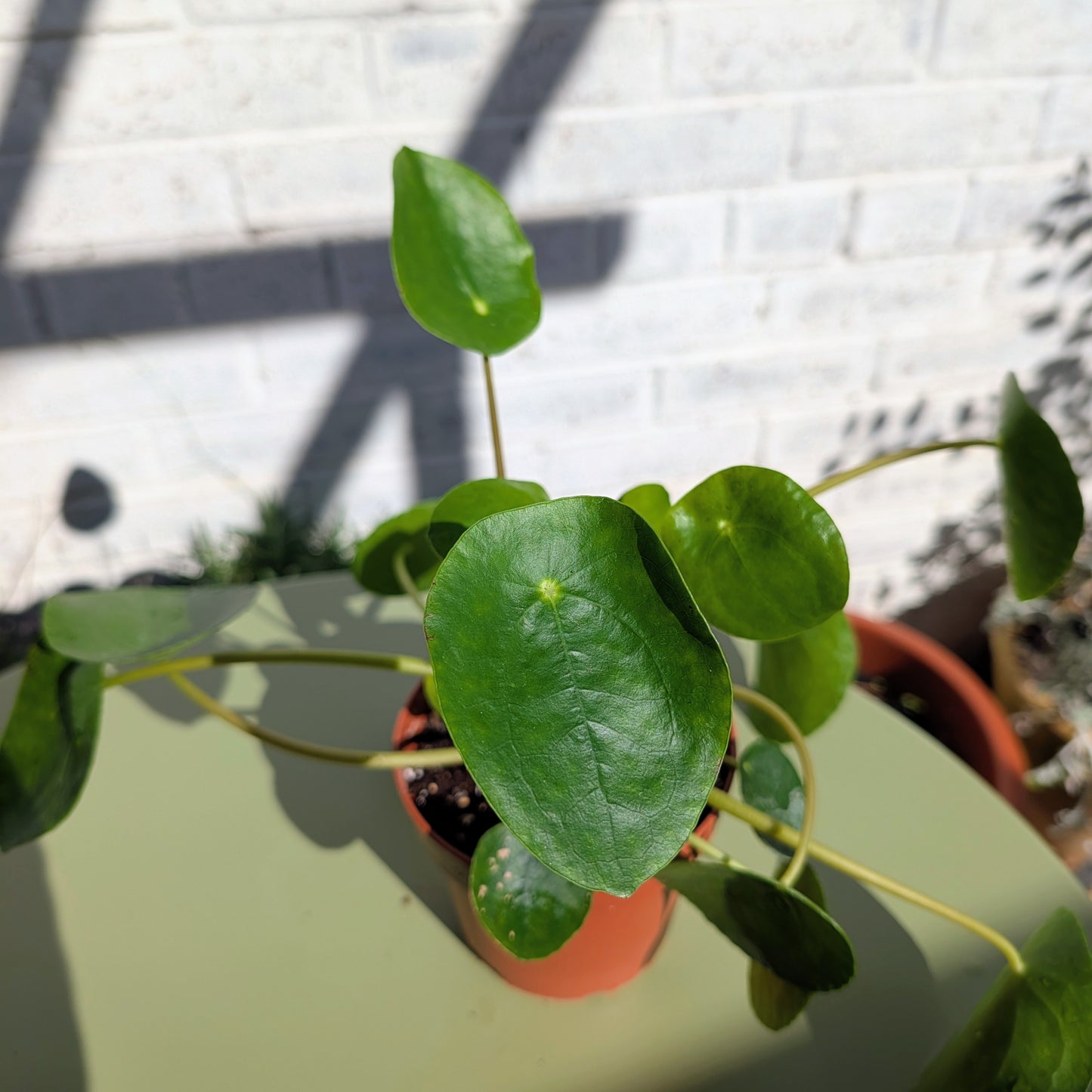 Chinese Money Plant