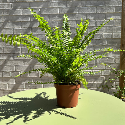 Green Lady Sword Fern