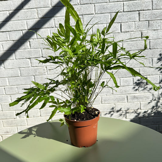 Silver Ribbon Fern