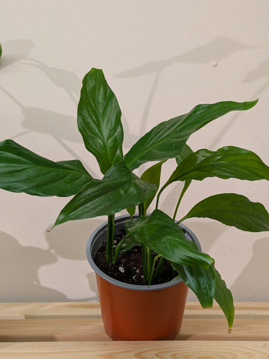 Image shows a 13cm nursery pot angled forward to reveal the leaves of a young peace lily plant sitting on a wooden shelf. 