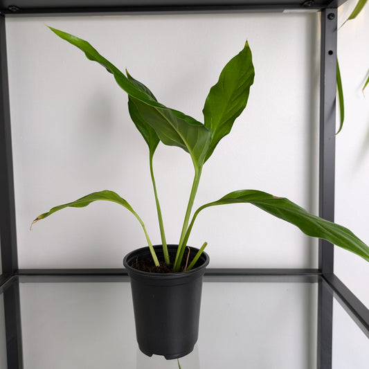 Peace Lily Fledgling 9cm Pot (Spathiphyllum)