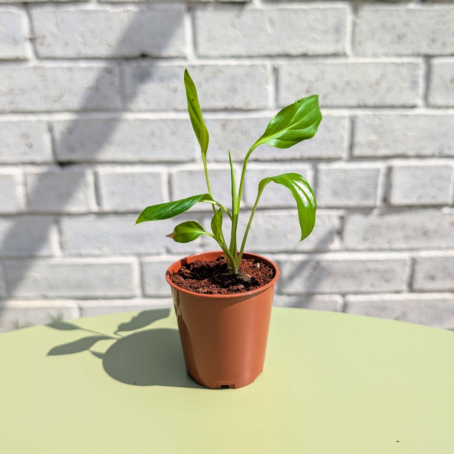 A baby 6cm pot size peace lily plant in a terracotta-colored plastic nursery pot, sitting on a light green table against a white painted brick wall.