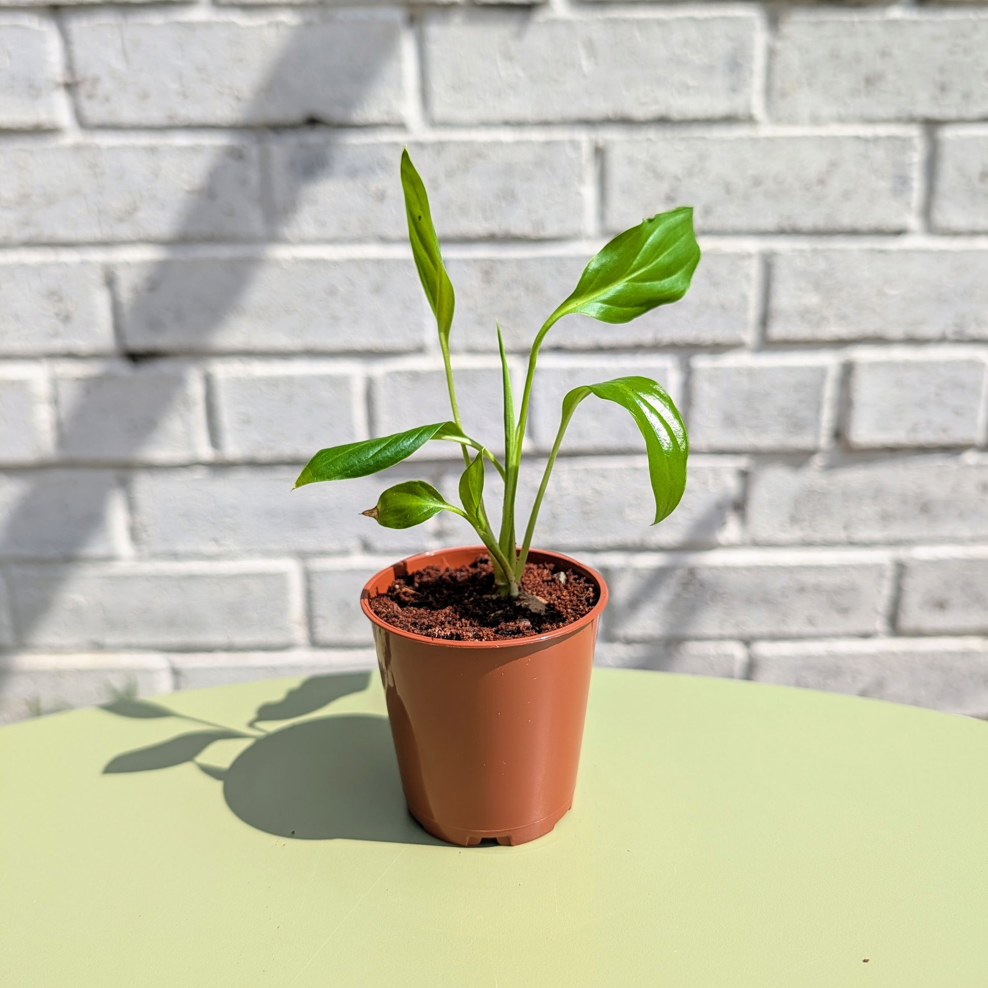 A baby 6cm pot size peace lily plant in a terracotta-colored plastic nursery pot, sitting on a light green table against a white painted brick wall.