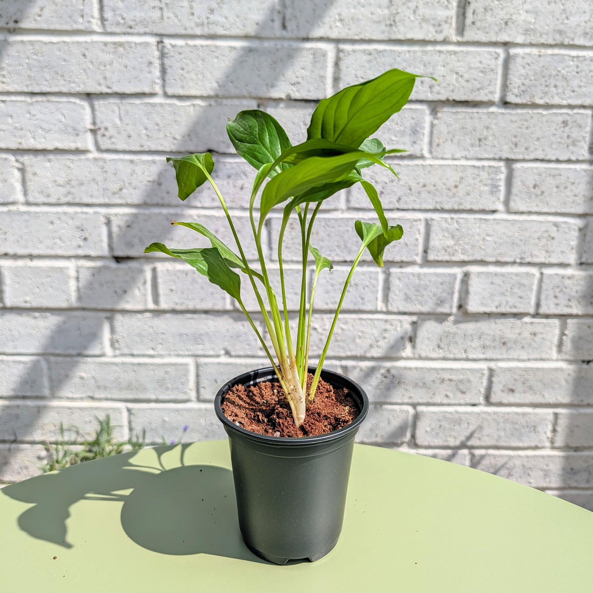 A peace lily plant with broad leaves in a 9cm wide black nursery pot, placed on a pale green table against a white painted brick wall.