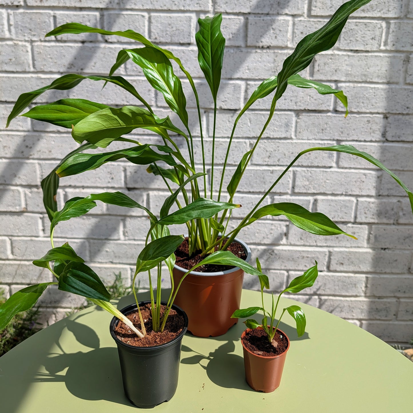 Three potted peace lily plants in 6cm, 9cm, and 13cm plastic pots arranged on a light green table against a white painted brick wall. The plants have long, slender green leaves and are in pots of different colors: a black pot, a terracotta pot, and a small brown pot.