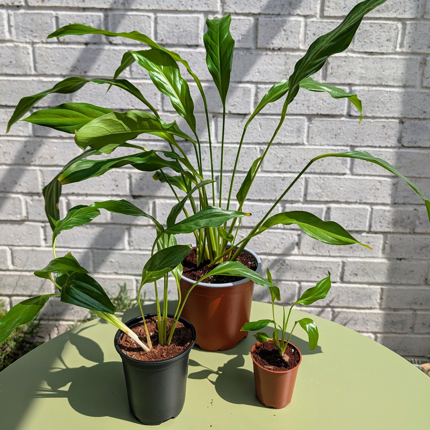 Three potted peace lily plants in 6cm, 9cm, and 13cm plastic pots arranged on a light green table against a white painted brick wall. The plants have long, slender green leaves and are in pots of different colors: a black pot, a terracotta pot, and a small brown pot.