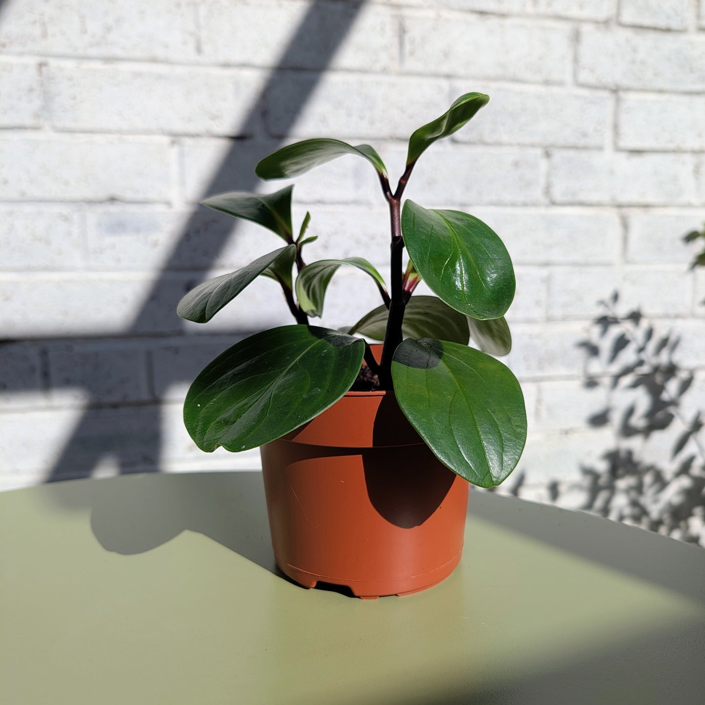 A Peperomia Red Canyon plant in 12cm plastic terracotta nursery pot on a table with a white brick wall background