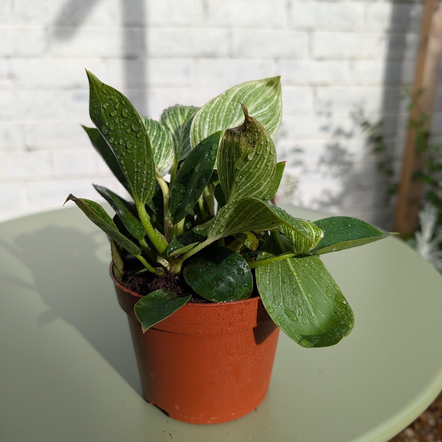 Philodendron Birkin