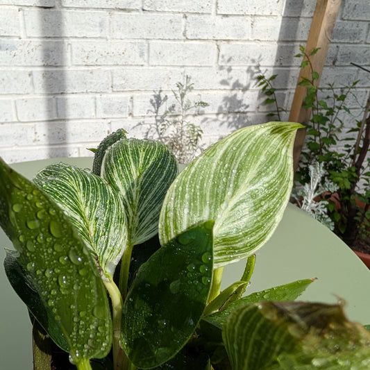 Philodendron Birkin