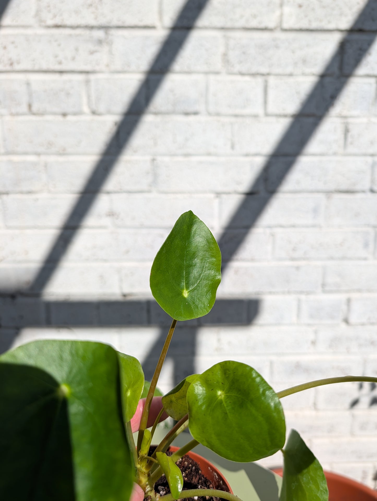 Chinese Money Plant