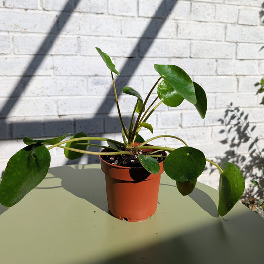 A Pilea or Chinese Money Plant in a 12cm plastic nursery pot on a table.
