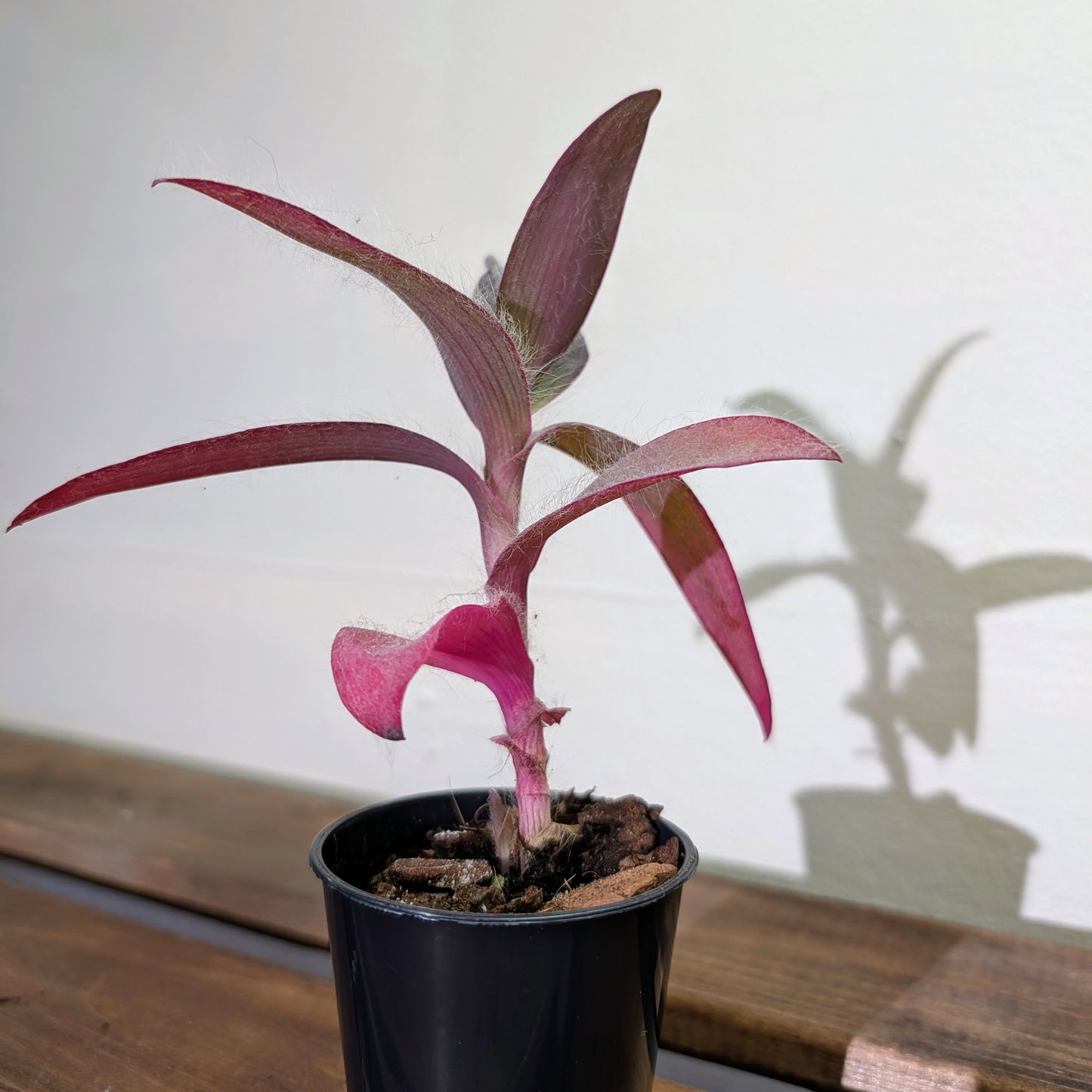 Purple Heart Young Plants