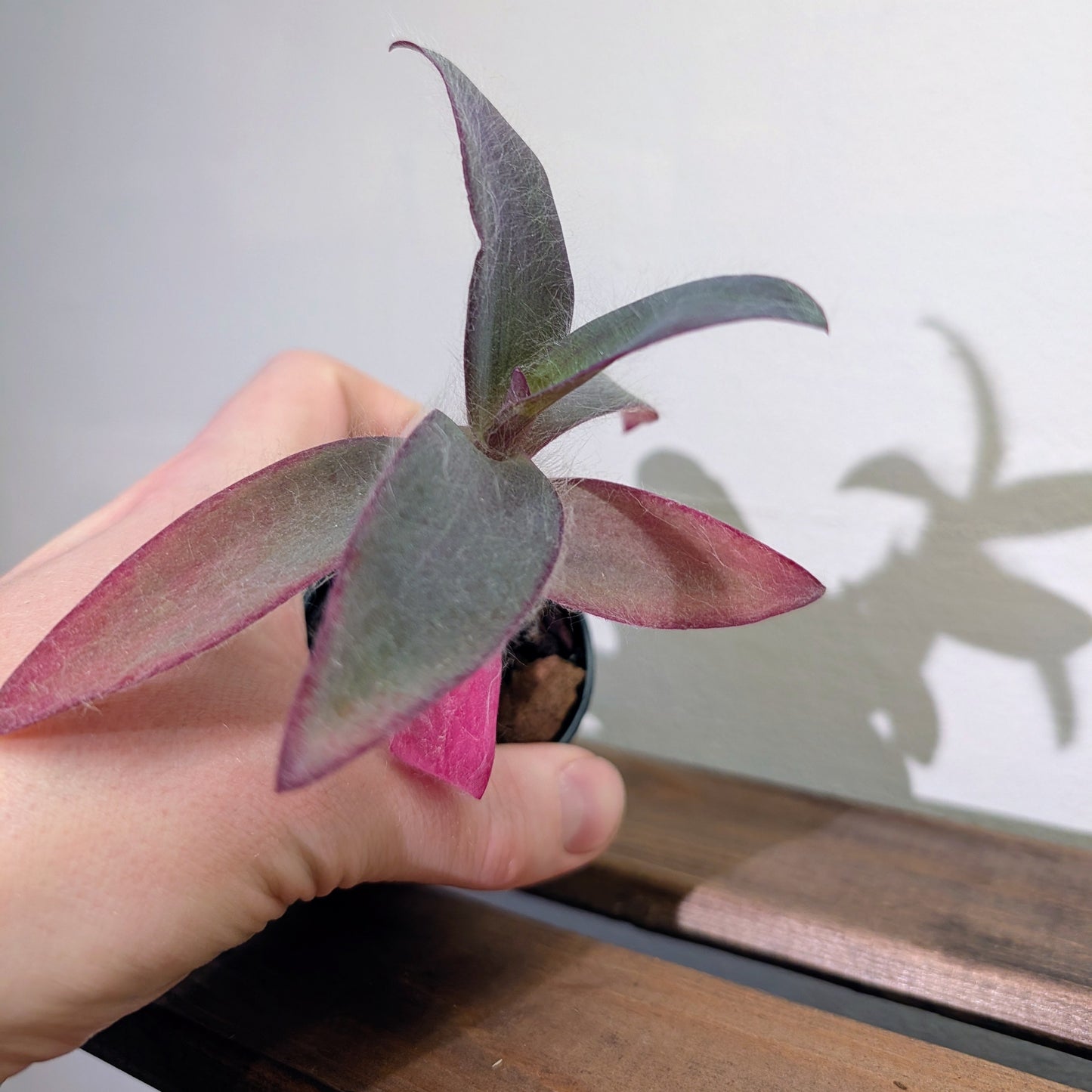 Purple Heart Young Plants