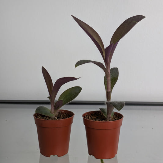 Purple Heart Young Plants