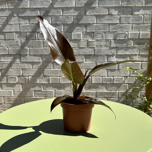 Imperial Red Philodendron