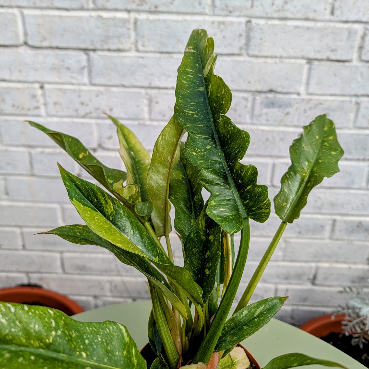 Philodendron Ring of Fire