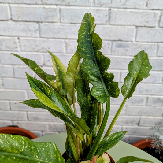 Philodendron Ring of Fire