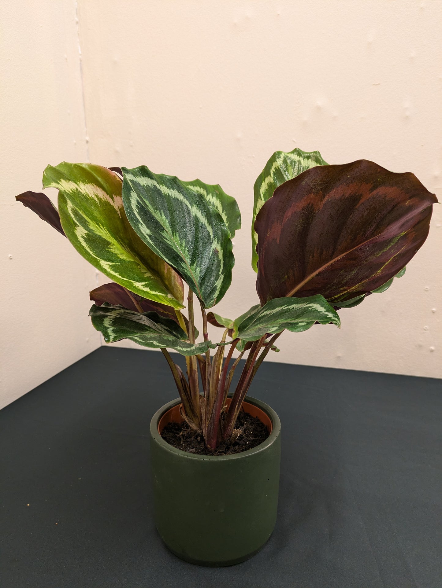 Calathea Medallion - Low Maintenance- Indoor Plant - 12cm Pot