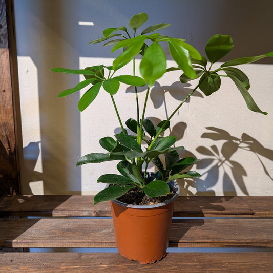 Dwarf Umbrella Tree