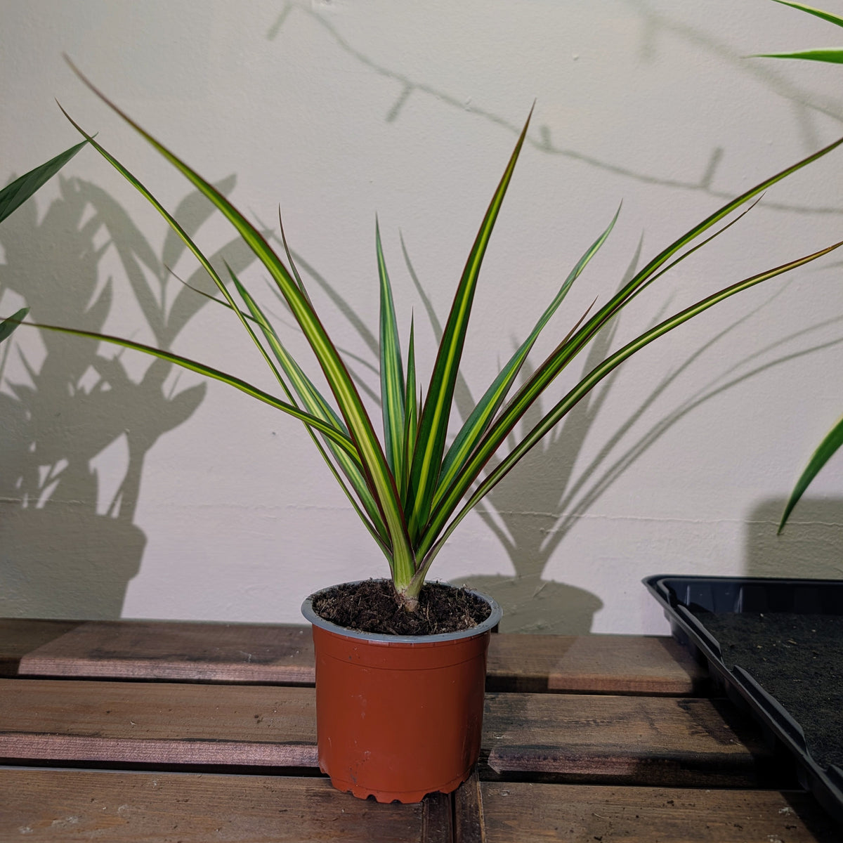 Dragon Tree