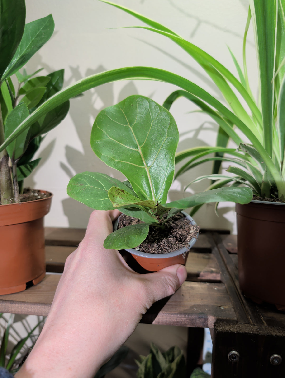 Ficus Lyrata Bambino