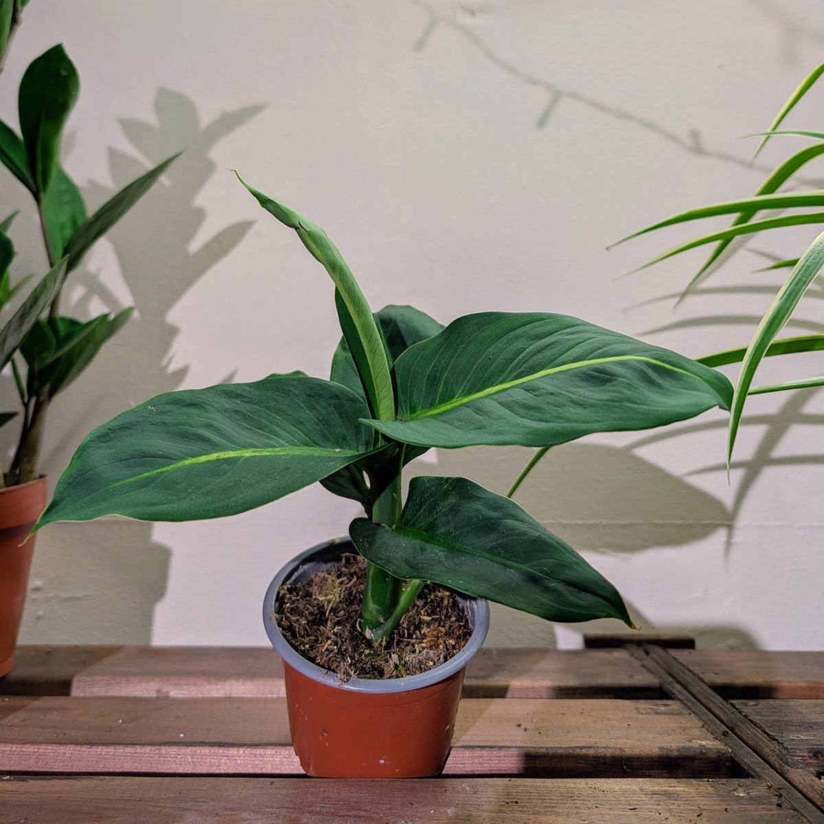 Dieffenbachia Green Magic