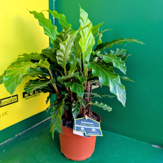Calathea Tropicstar