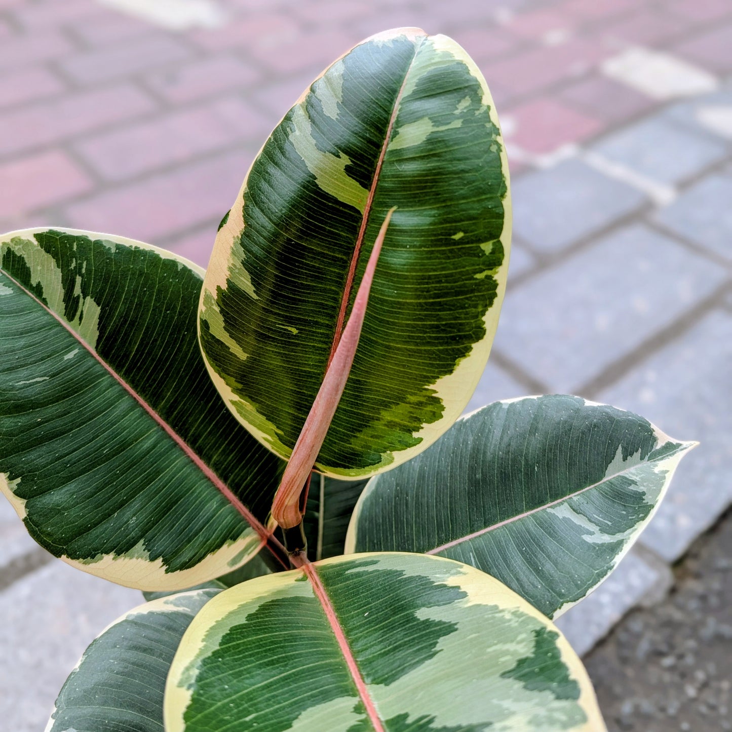 Ficus Tineke Rubber Plant