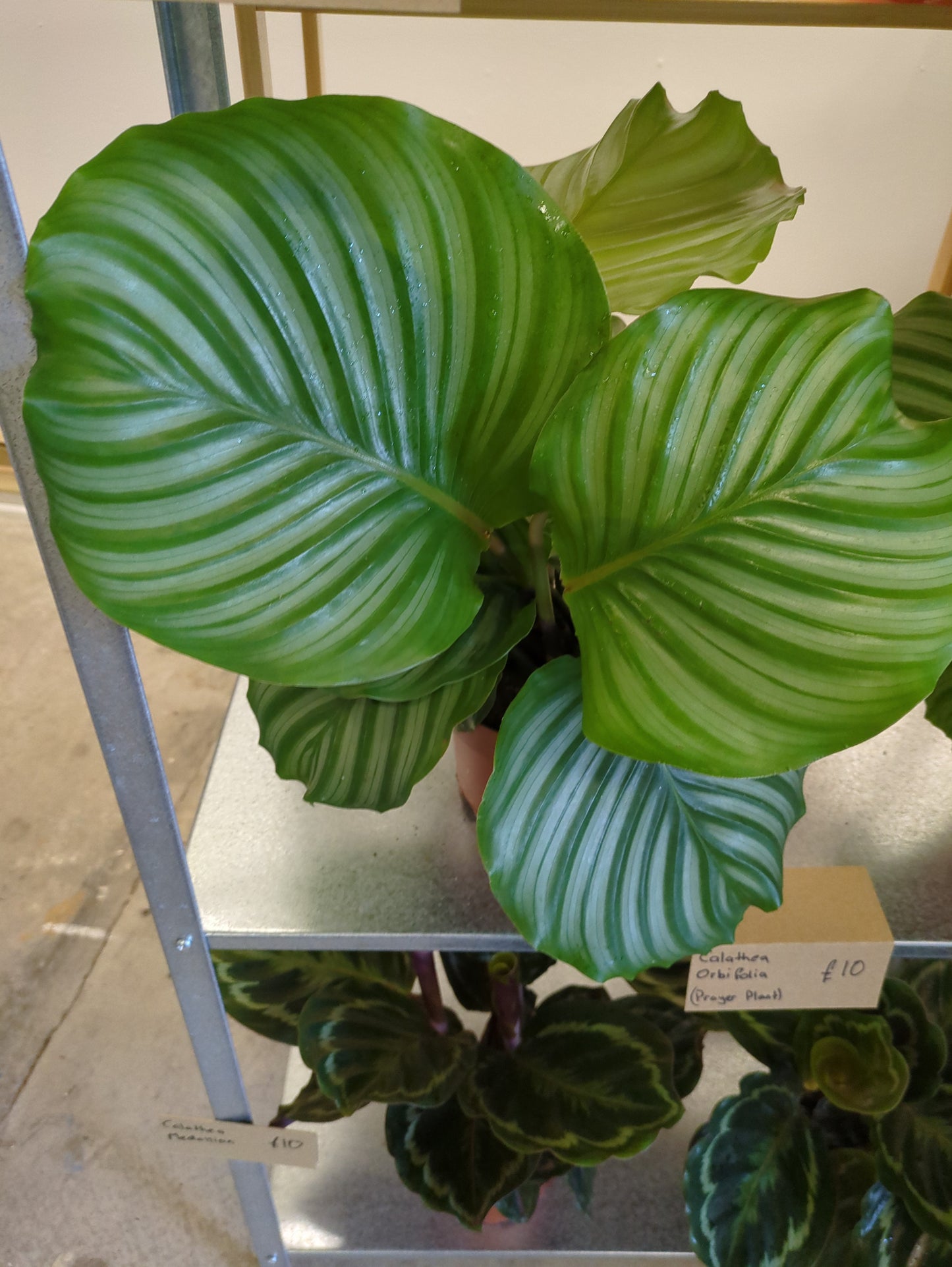 Calathea Orbifolia - Easy Care - Indoor Plant - 12cm Pot