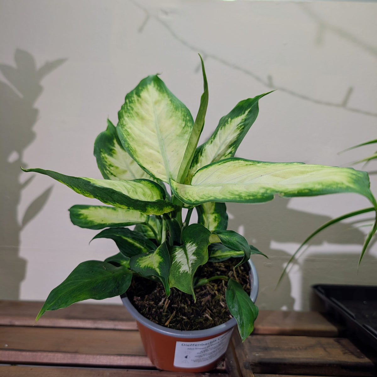 Dieffenbachia Camilla