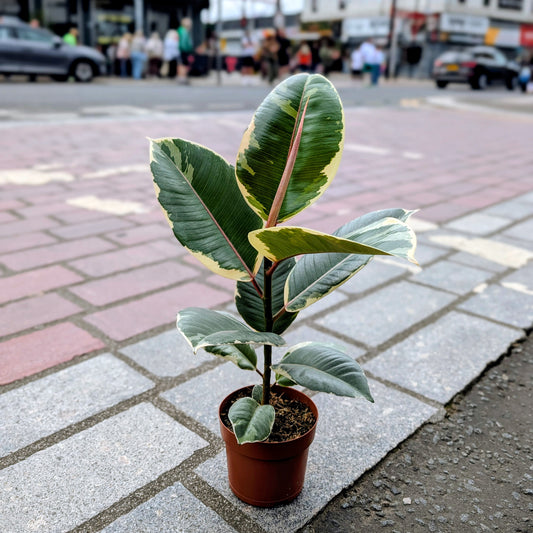 Ficus Tineke Rubber Plant