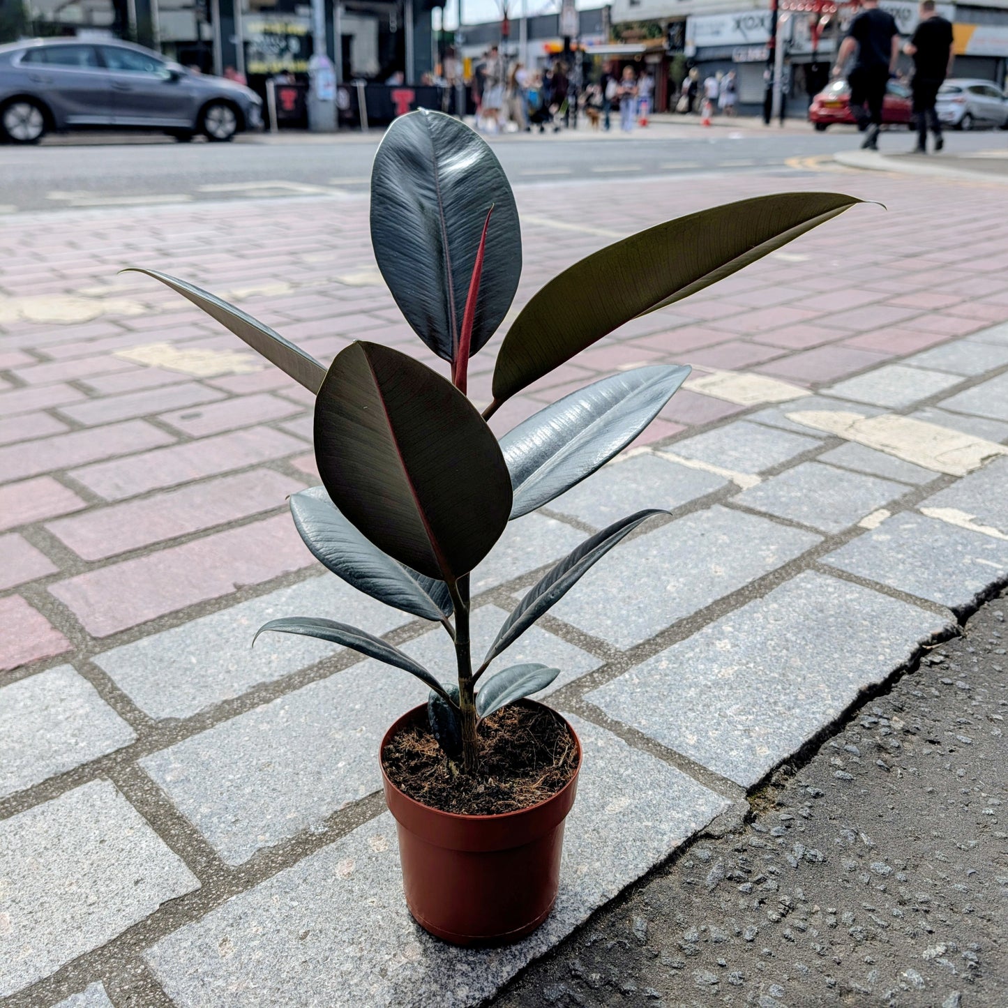 Ficus Abidjan Rubber Plant