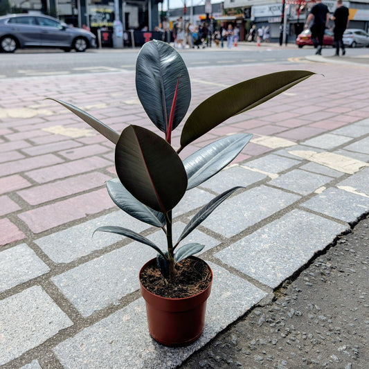 Ficus Abidjan Rubber Plant