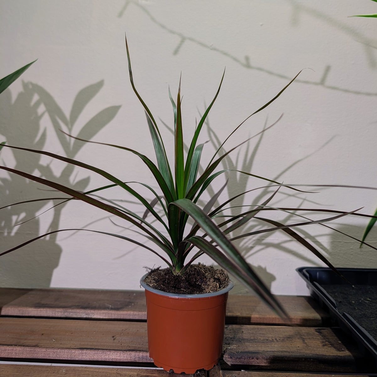 Dragon Tree