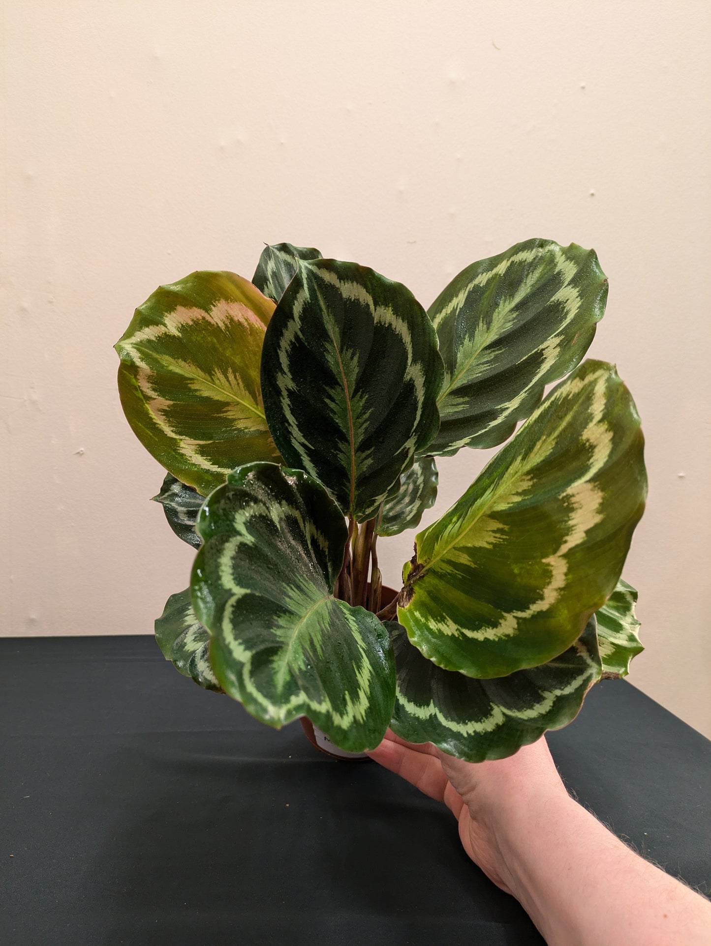 Calathea Medallion - Low Maintenance- Indoor Plant - 12cm Pot