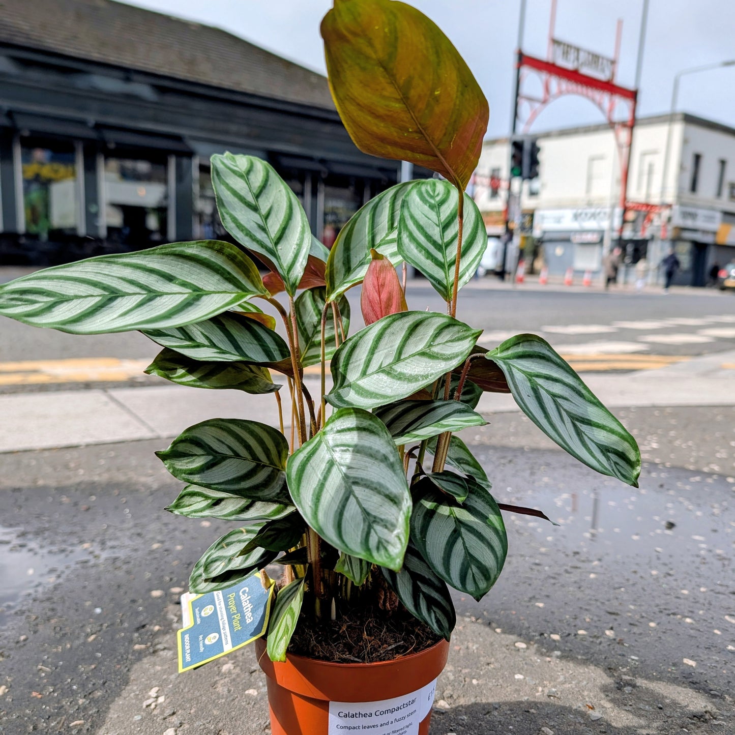 Calathea Compactstar