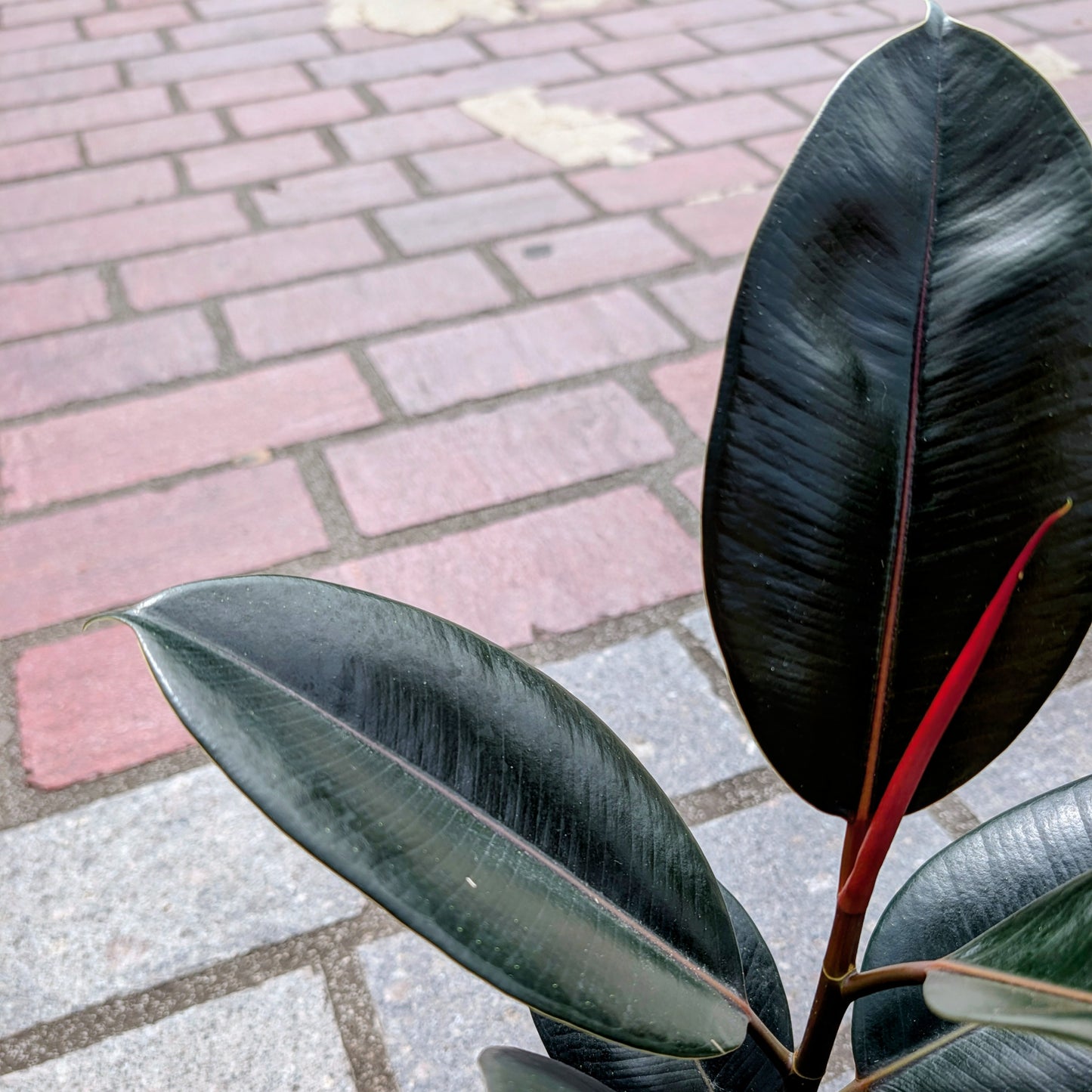 Ficus Abidjan Rubber Plant