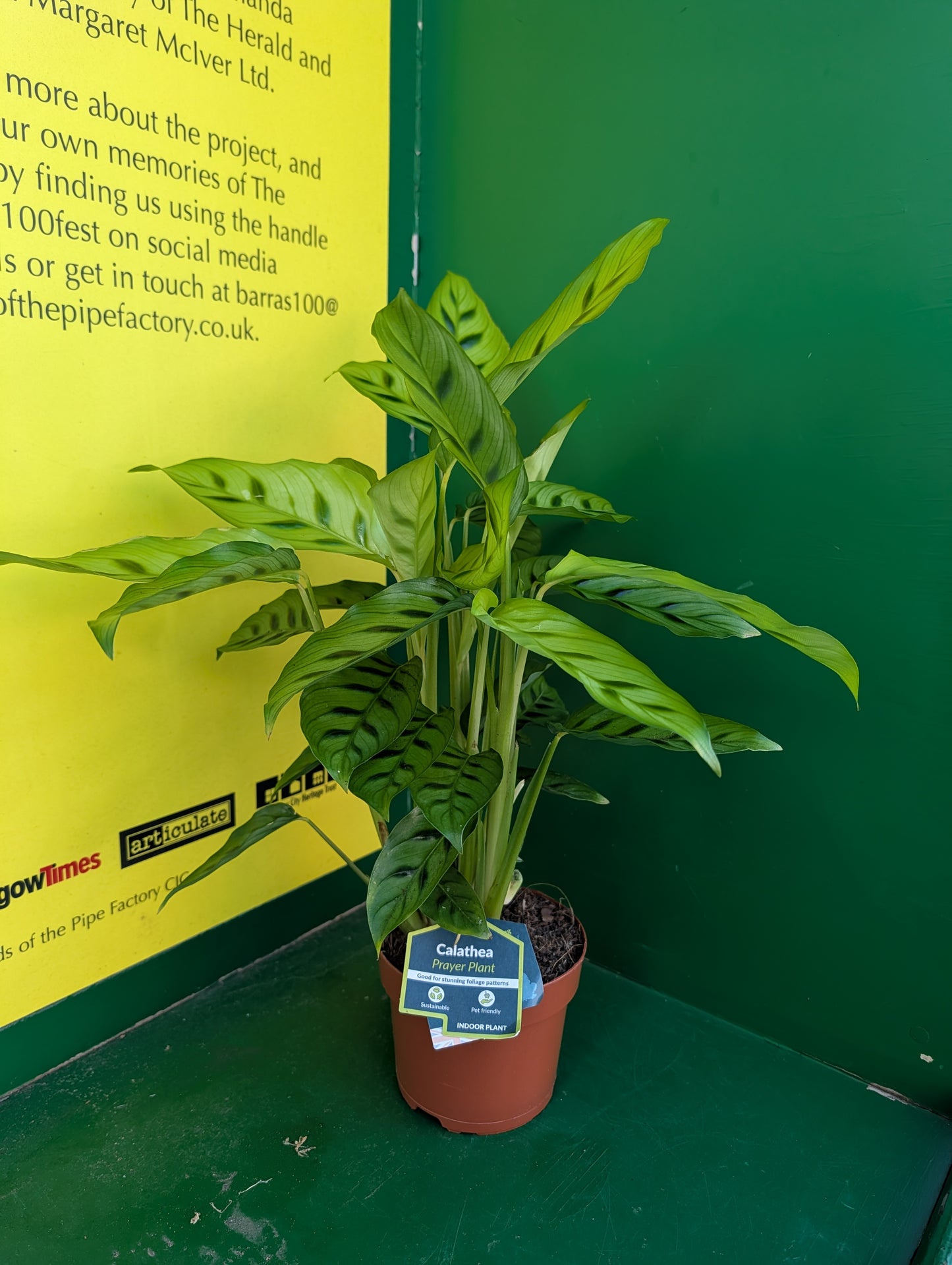 Calathea Leopardina
