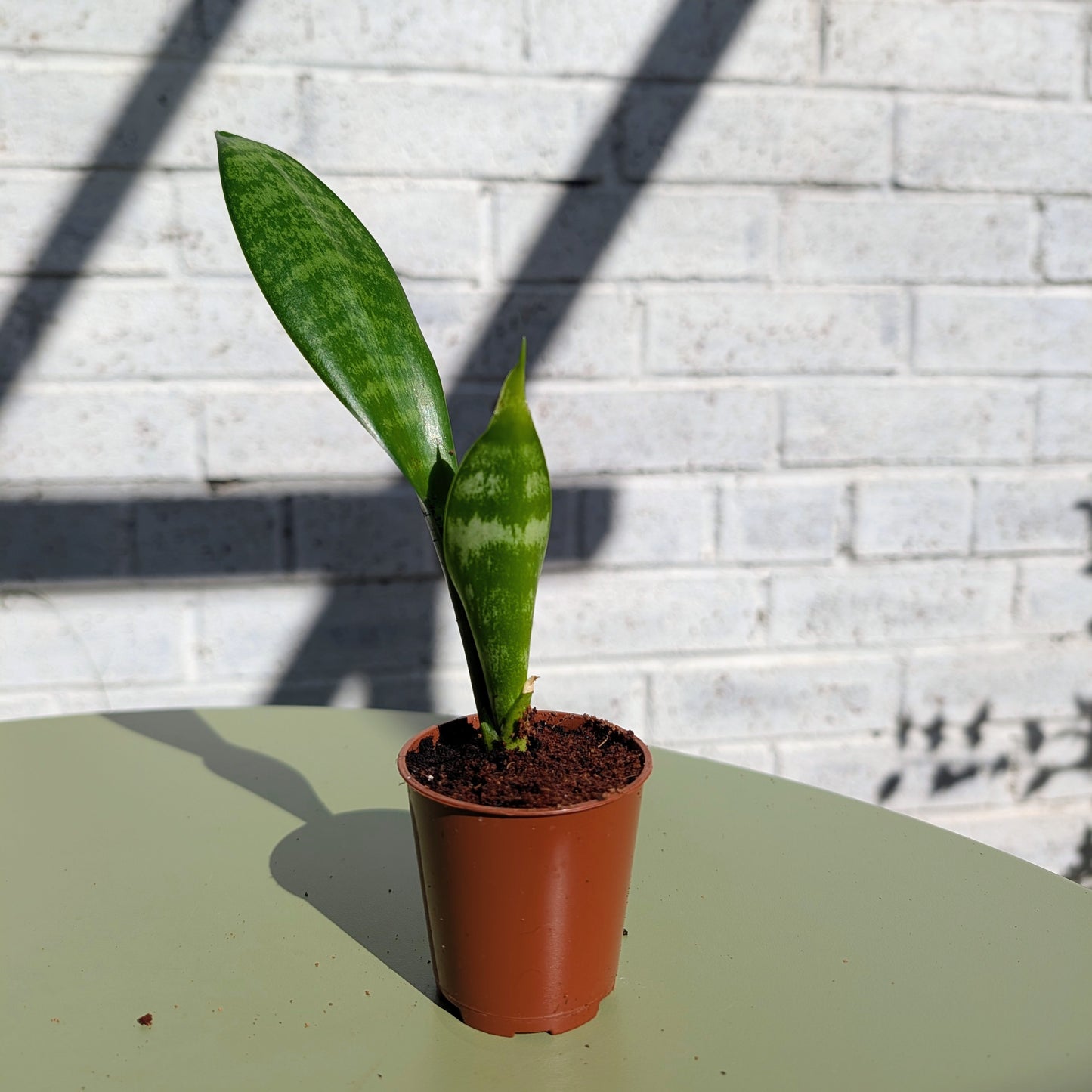 Tiny Baby Snake Plant in a black 6cm pot on a table with a brick wall background
