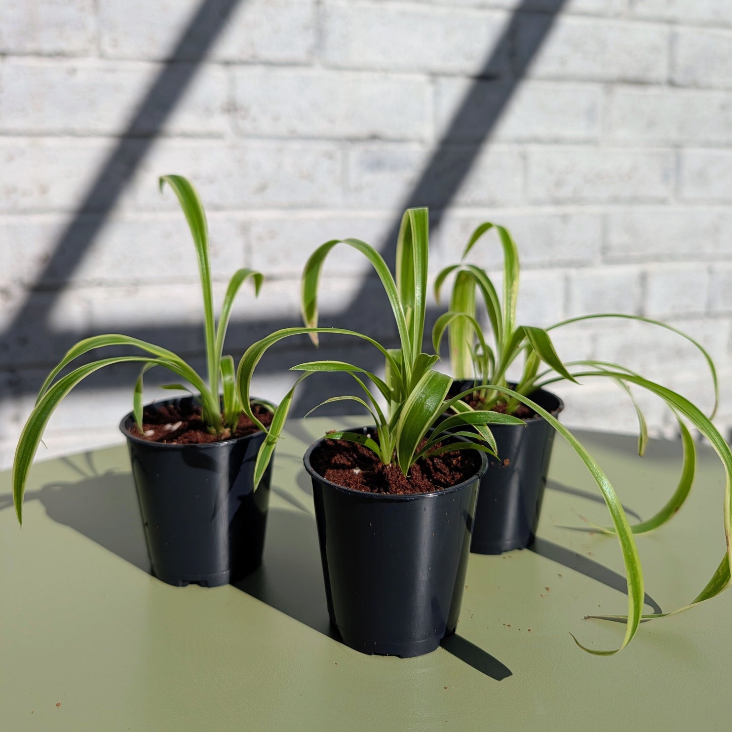 Three baby spider plants in black 6cm nursery pots, sitting on a green table against a white painted brick wall. 