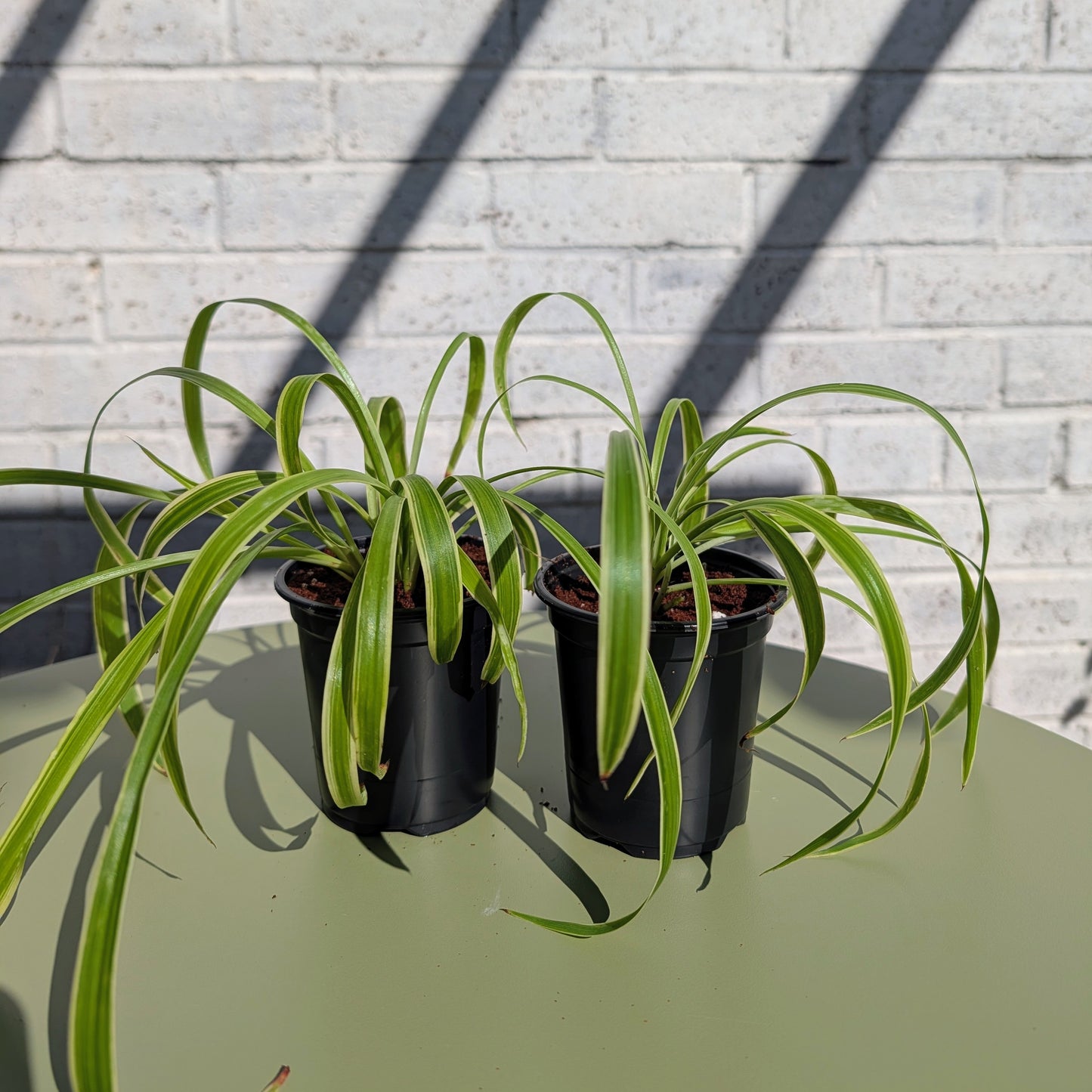 Two 9cm pot size spider plants on a table with a white brick wall background