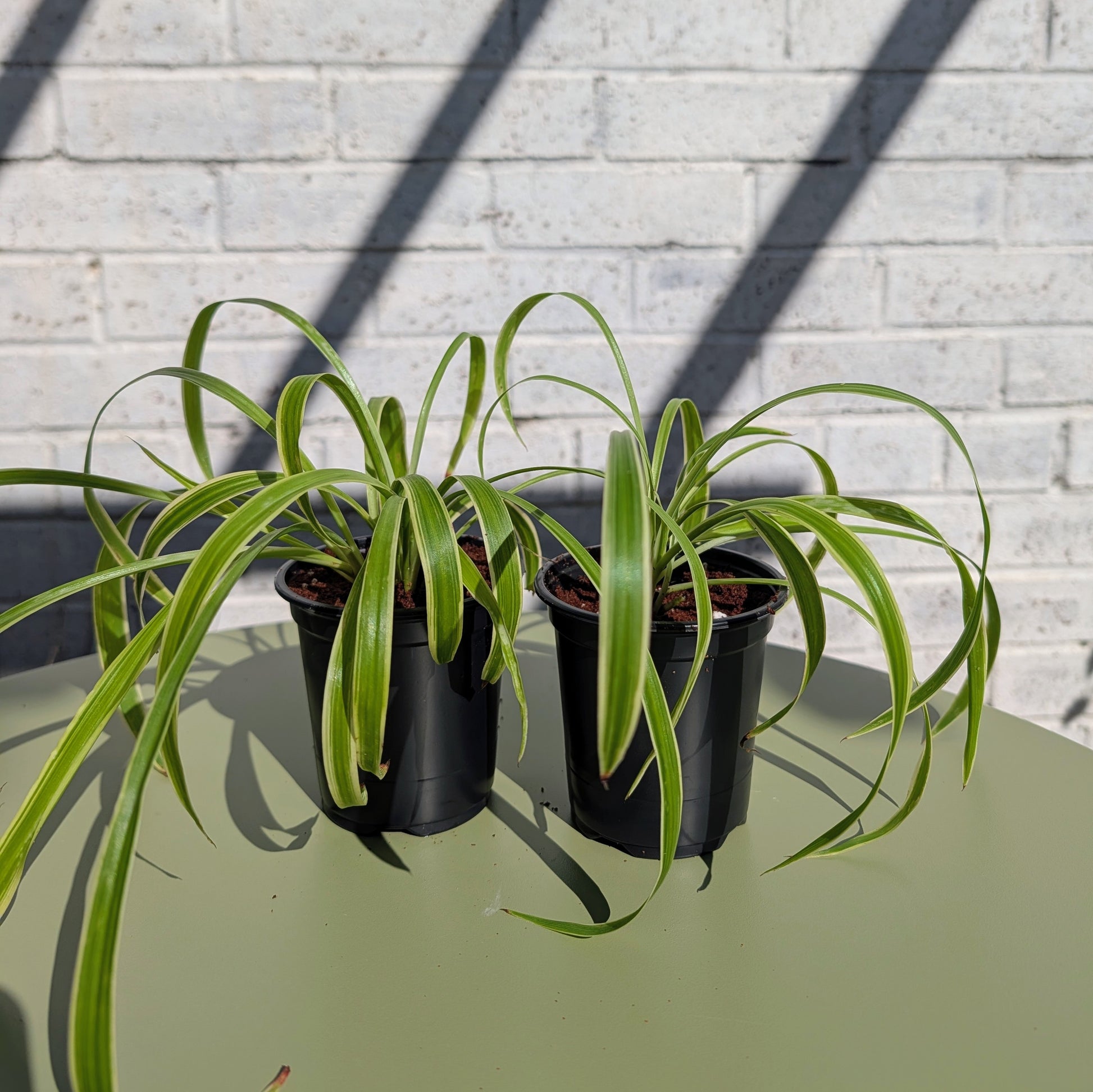 Two 9cm pot size spider plants on a table with a white brick wall background