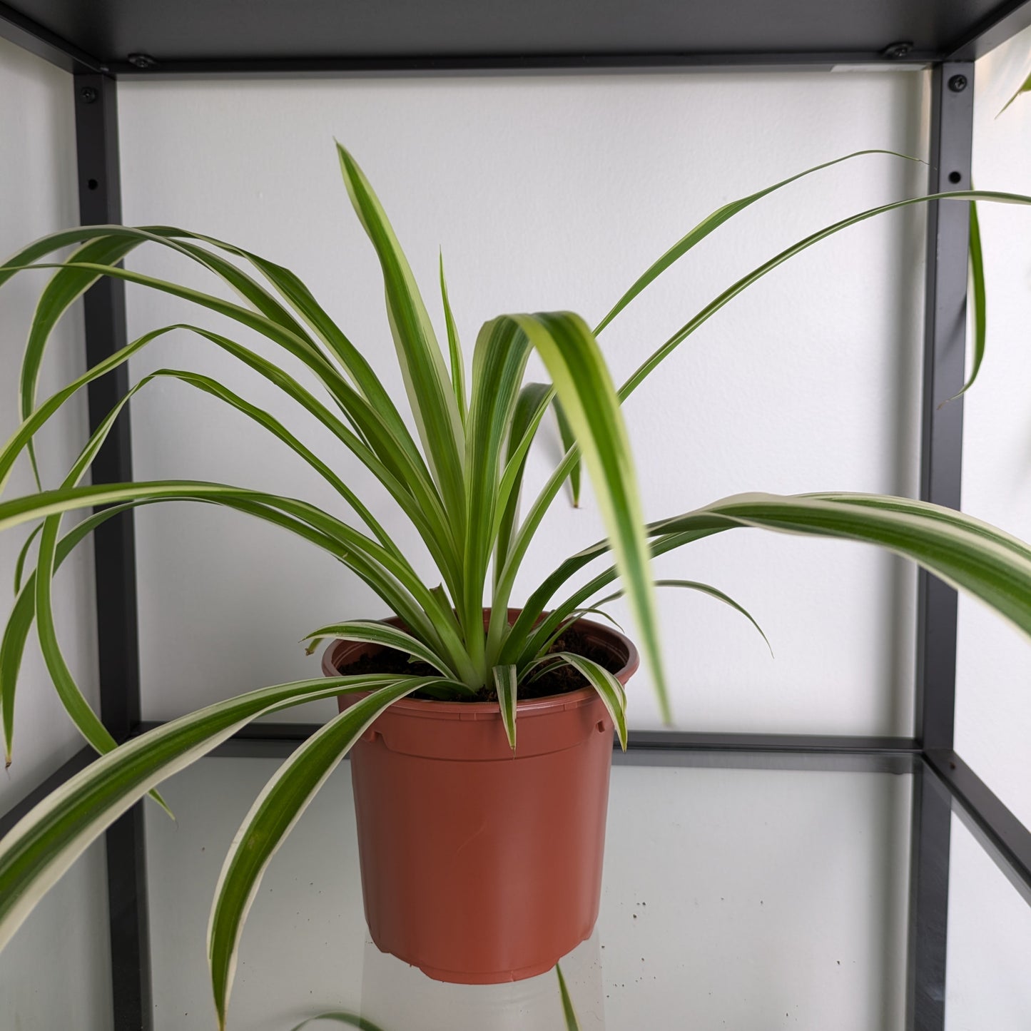 Spider Plant (Chlorophytum Variegatum)