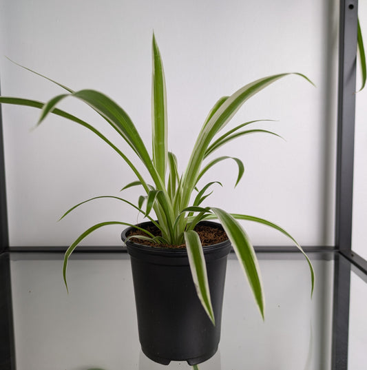 Spider Plant (Chlorophytum Variegatum)